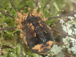 Image of Nelima paessleri (Roewer 1910)