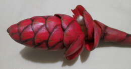 Imagem de Costus plowmanii Maas