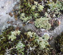 Image of largeleaf cup lichen