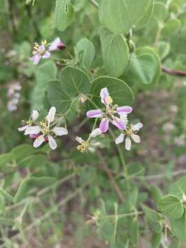 Image of Triaspis glaucophylla Engl.