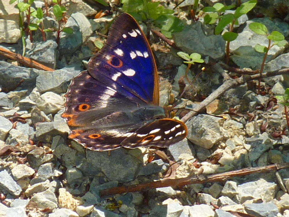 Image de petit mars changeant