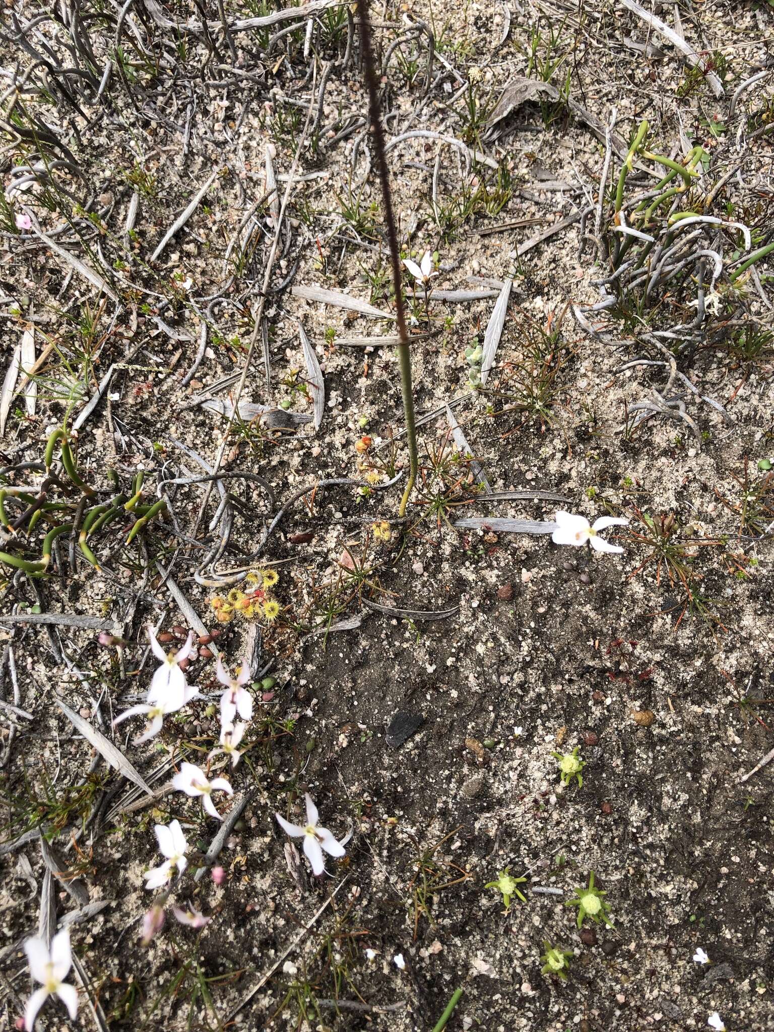 Image of Pouched leek orchid