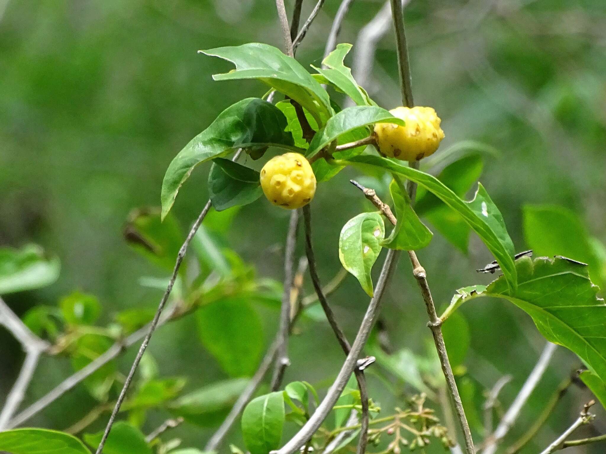 Image de Morinda royoc L.