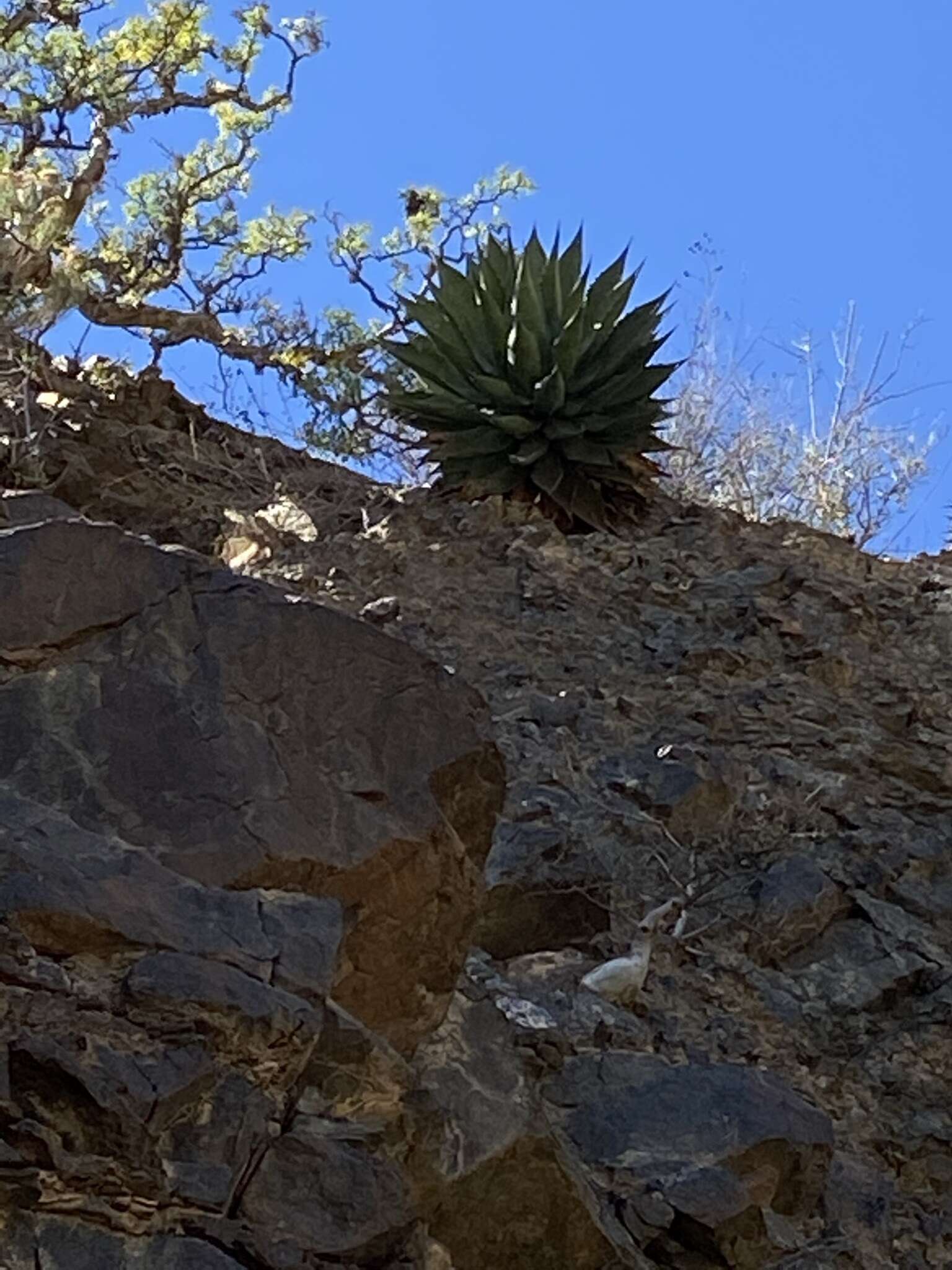 Image of Agave shawii subsp. goldmaniana (Trel.) Gentry