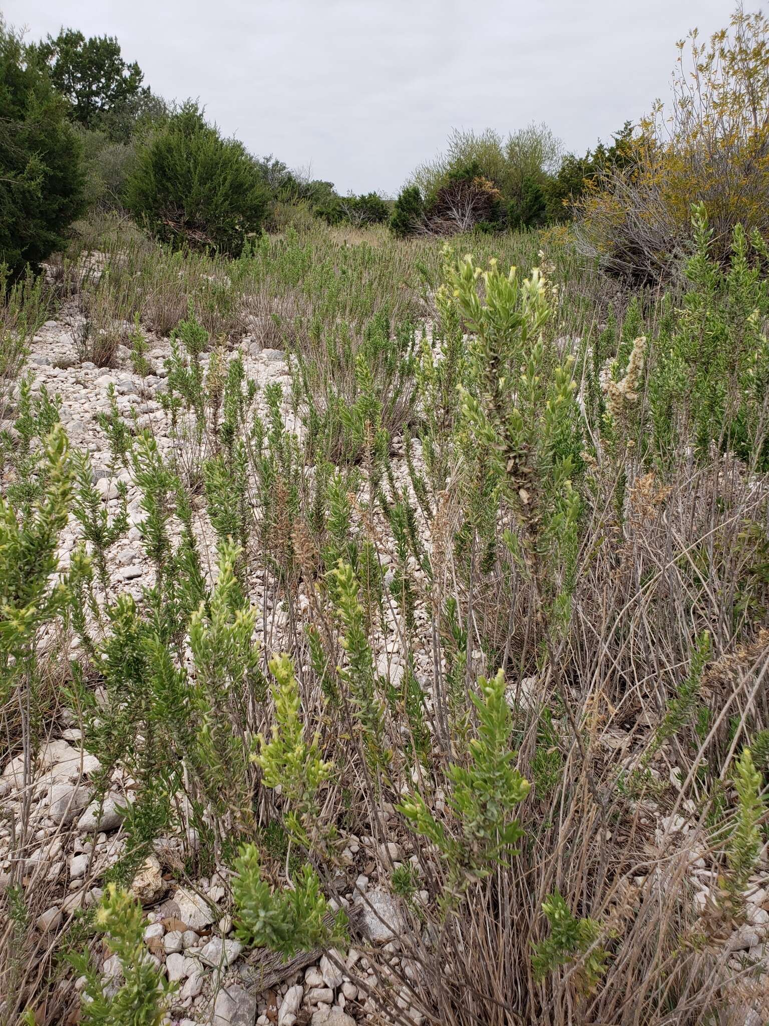 Image of leafy brickellbush