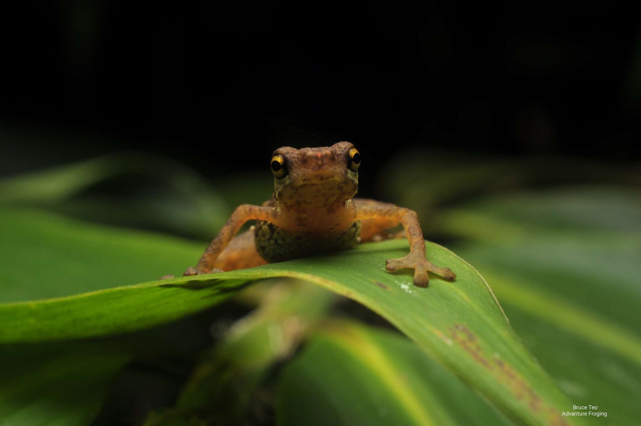 Image of Pelophryne signata (Boulenger 1895)