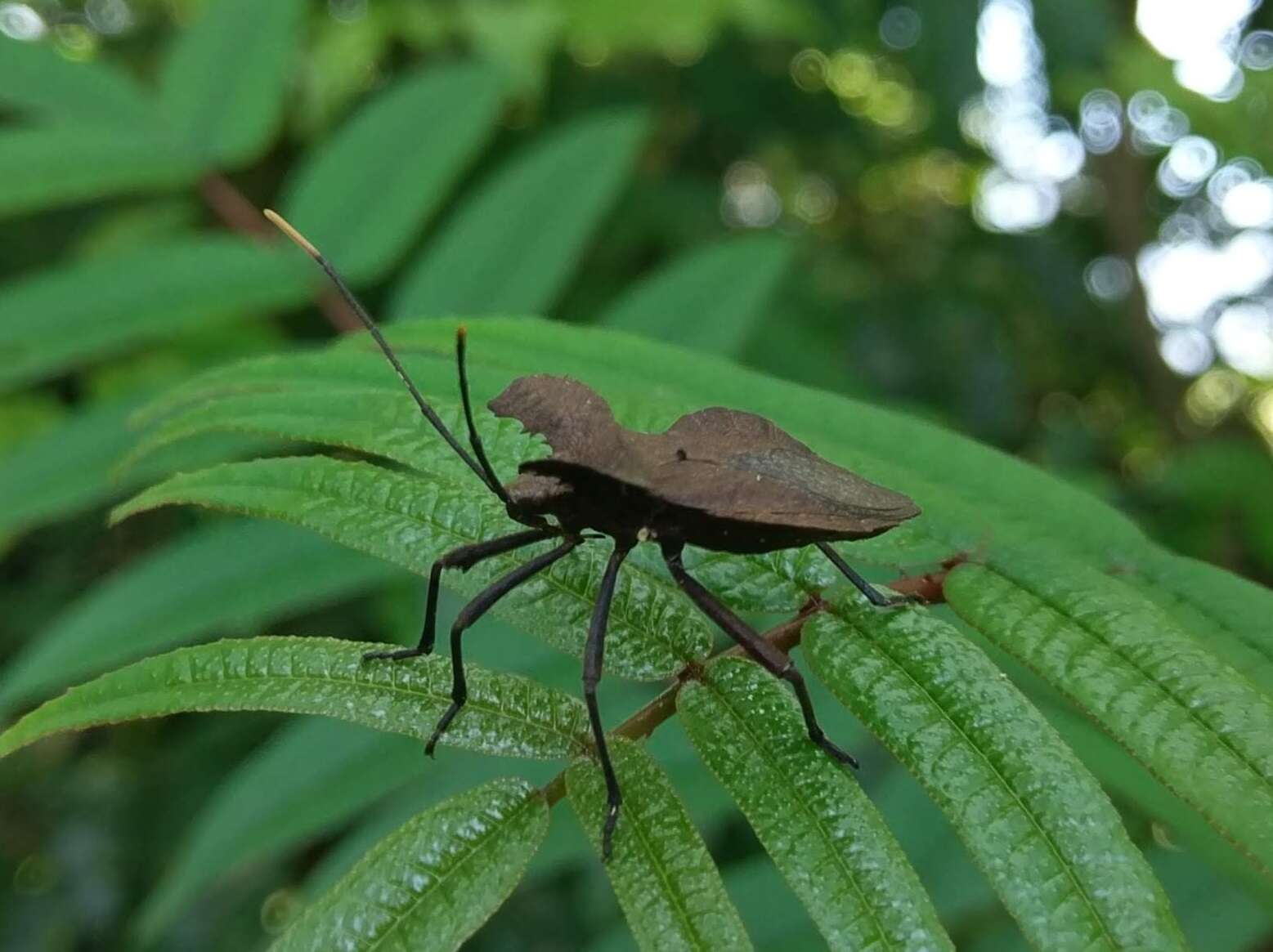 صورة Molipteryx lunata (Distant 1900)