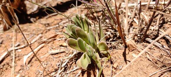 Image of Crassula ciliata L.