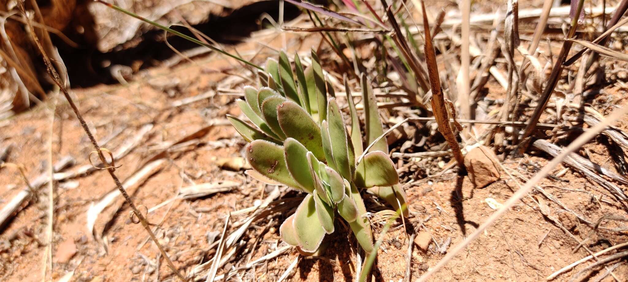 Image of Crassula ciliata L.