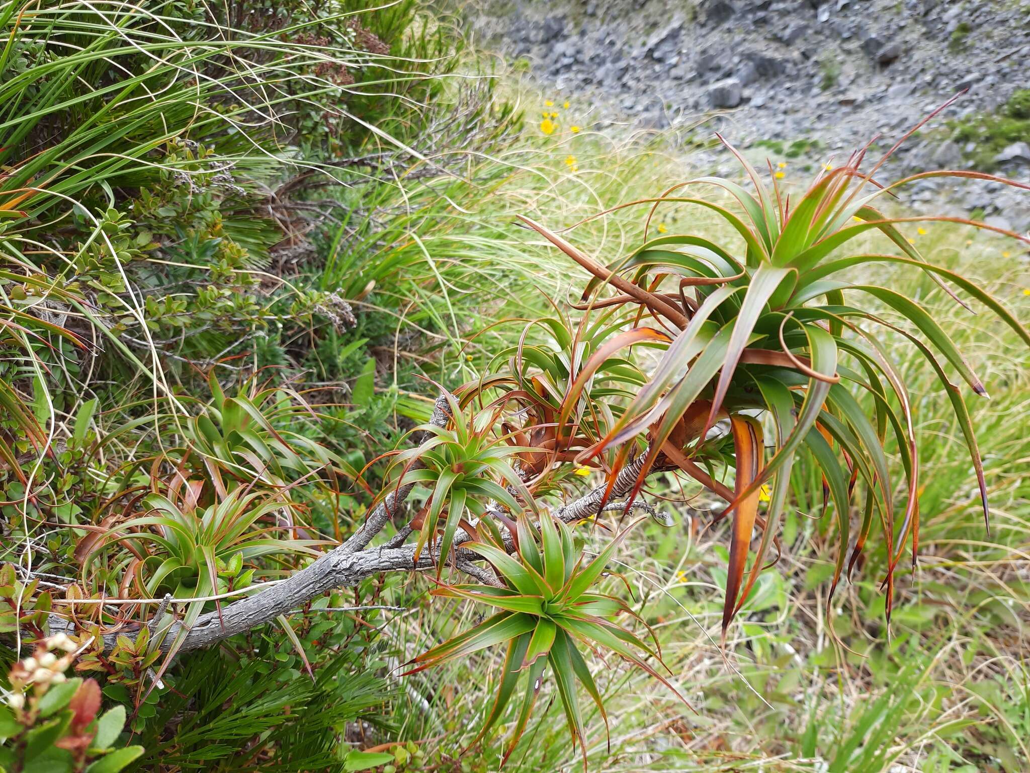 Imagem de Dracophyllum menziesii Hook. fil.