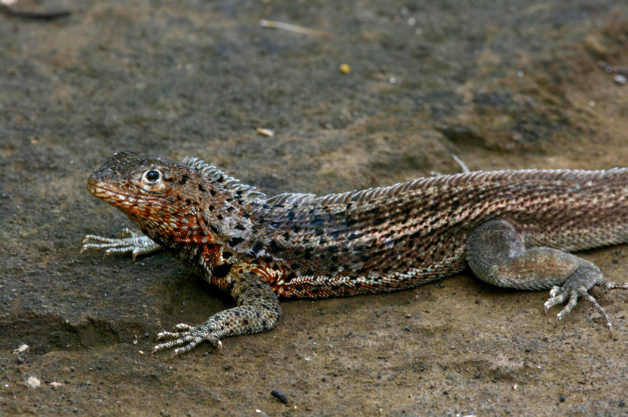 Plancia ëd Microlophus jacobii (Baur 1892)