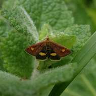 Image of Mint moth