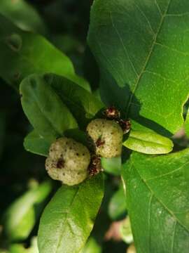 Image of Rough-leaved croton