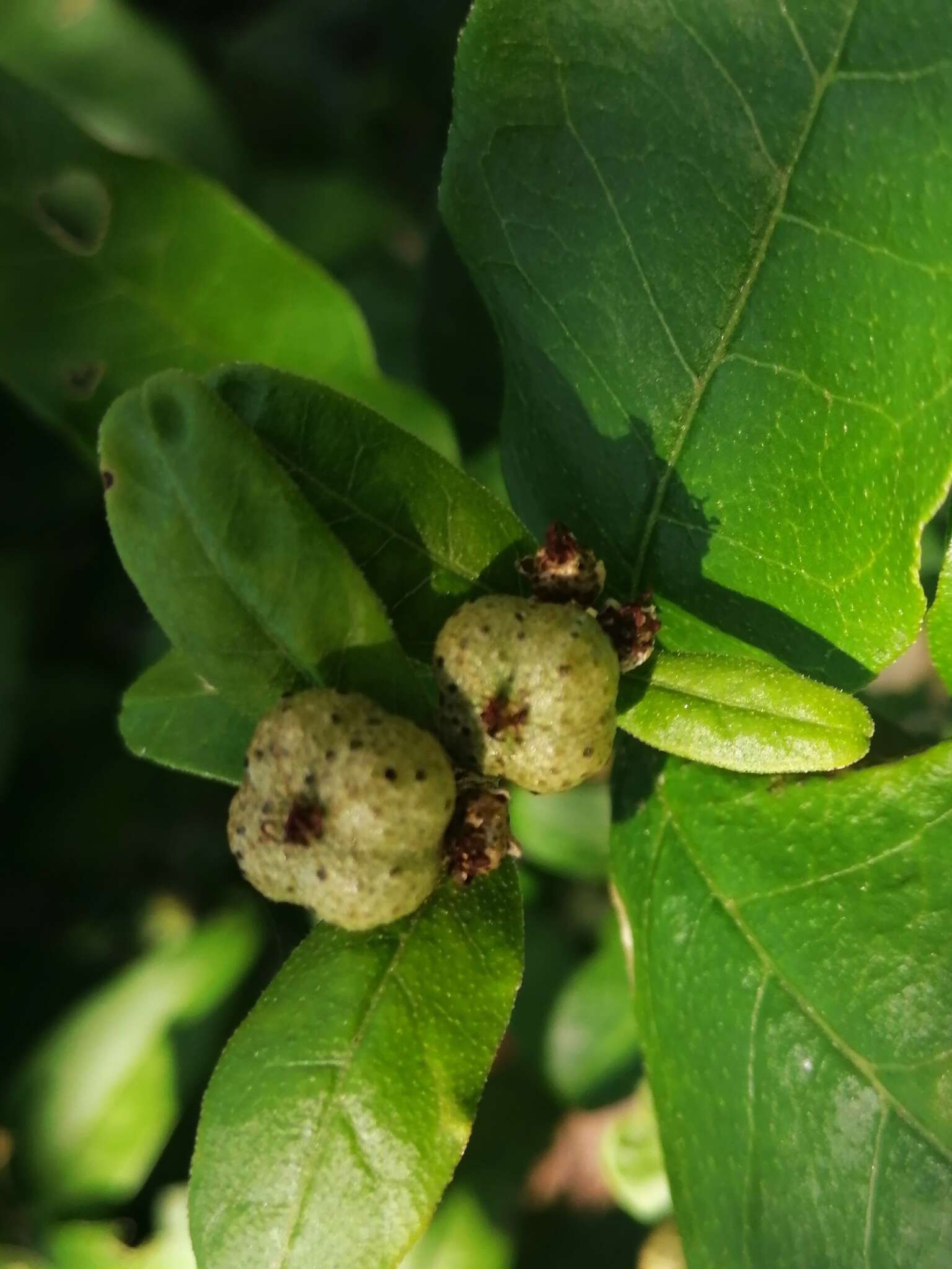 Слика од Croton menyharthii Pax