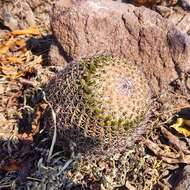 Imagem de Mammillaria polythele Mart.