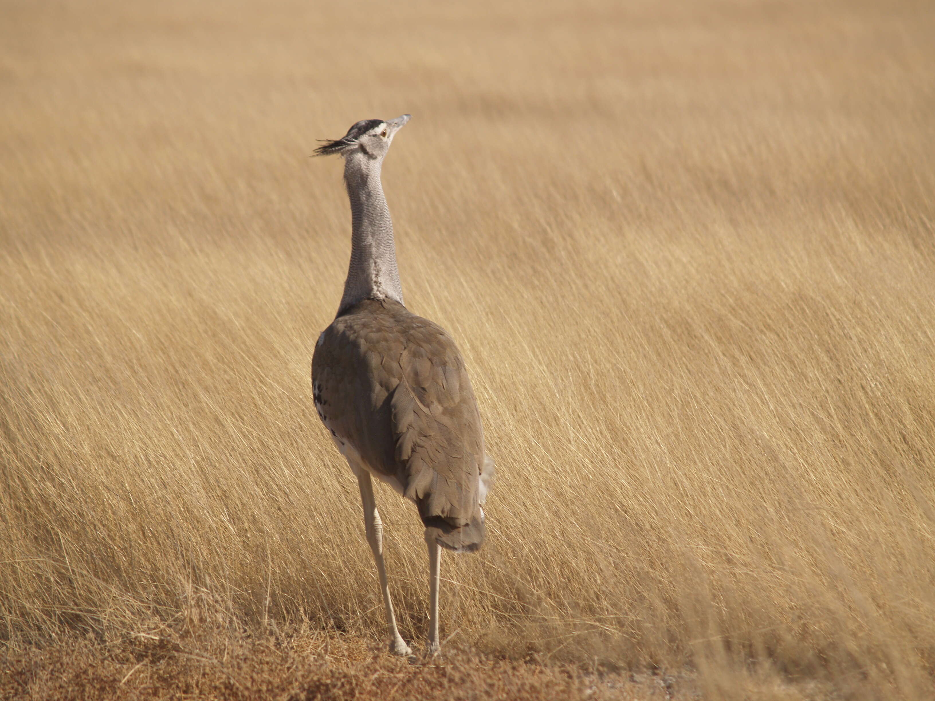 Image of Kori Bustard