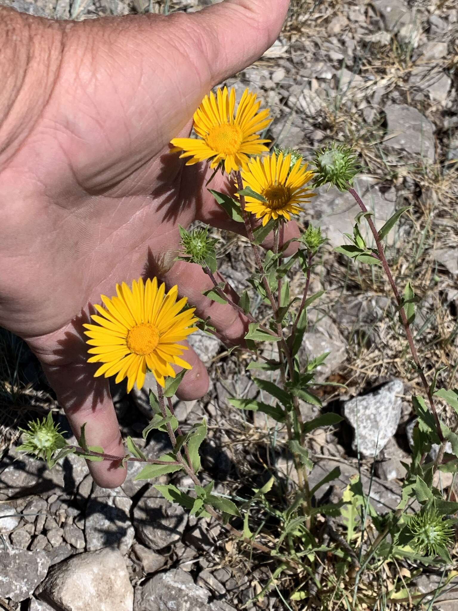 Image of rough gumweed