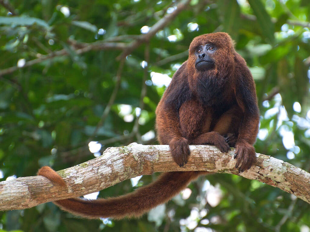 Image of atelid monkeys
