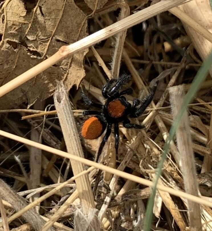 Image of Phidippus nikites Chamberlin & Ivie 1935