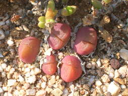 Image of Gibbaeum nuciforme Hartmann