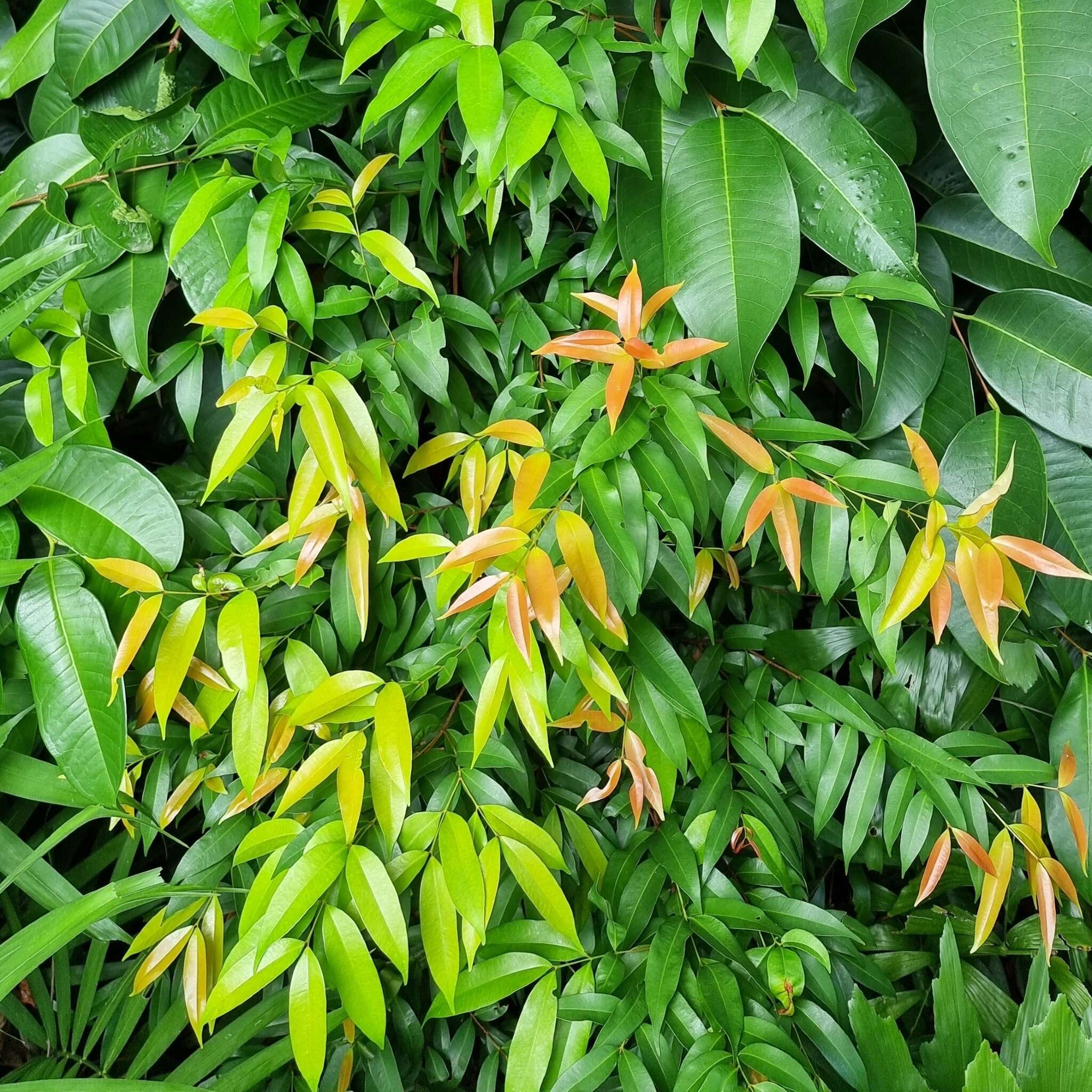 Image of Syzygium myrtifolium Walp.