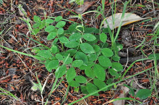 Image of Lathyrus nevadensis var. pilosellus