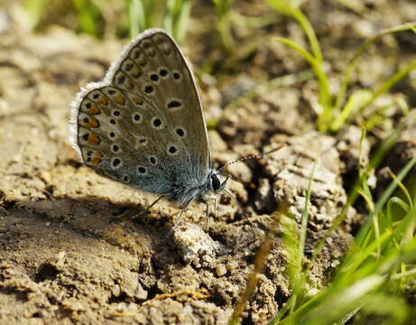 Image of common blue