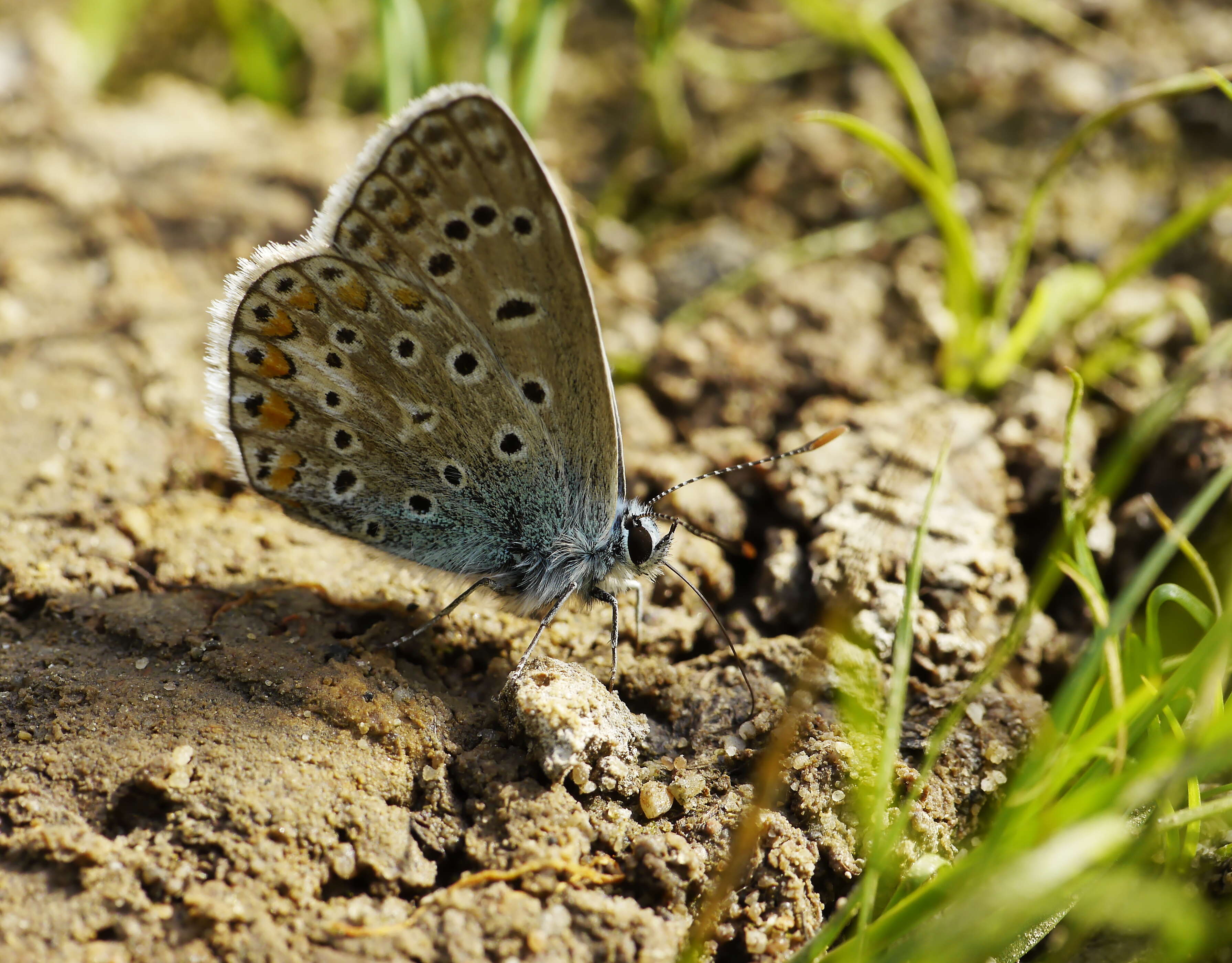 Image de azuré commun