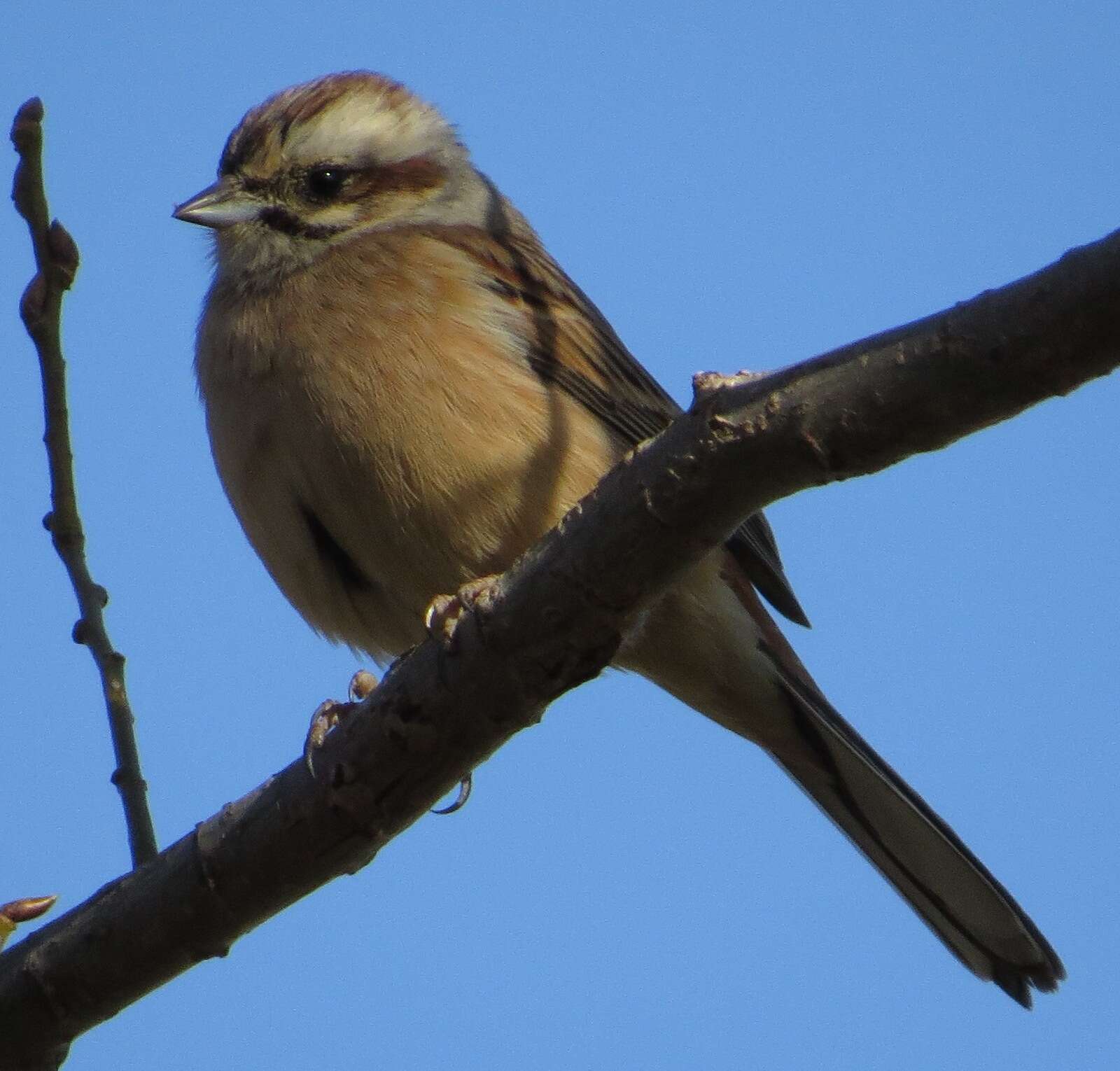 Image of Meadow Bunting