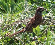 Image of Meadow Bunting