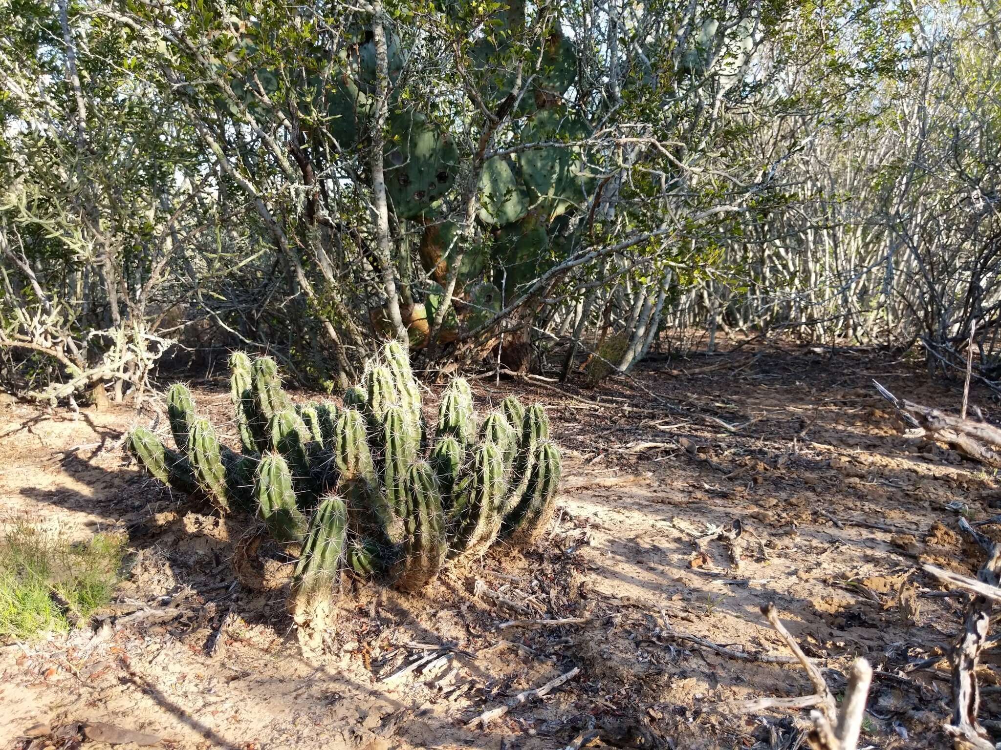 Image de Echinocereus enneacanthus subsp. brevispinus (W. O. Moore) N. P. Taylor