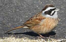 Image of Meadow Bunting