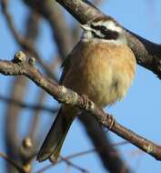 Image of Meadow Bunting