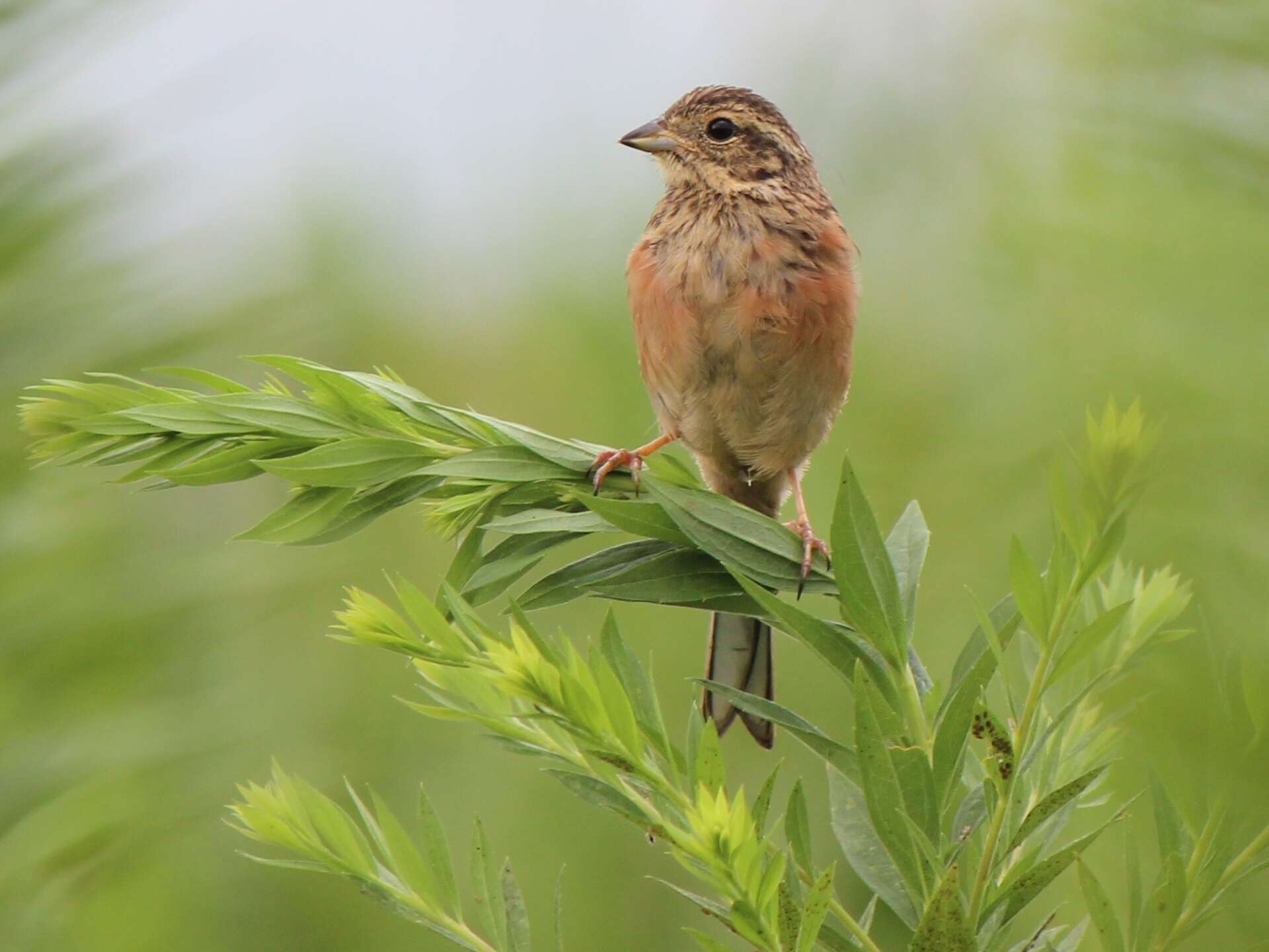 Image of Meadow Bunting