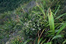 Image of Epacris pauciflora var. sinclairii (Hook. fil.) Cheesem.