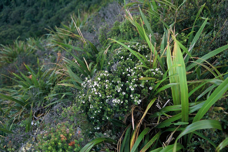 Image of Epacris pauciflora var. sinclairii (Hook. fil.) Cheesem.