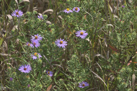 Image of aromatic aster