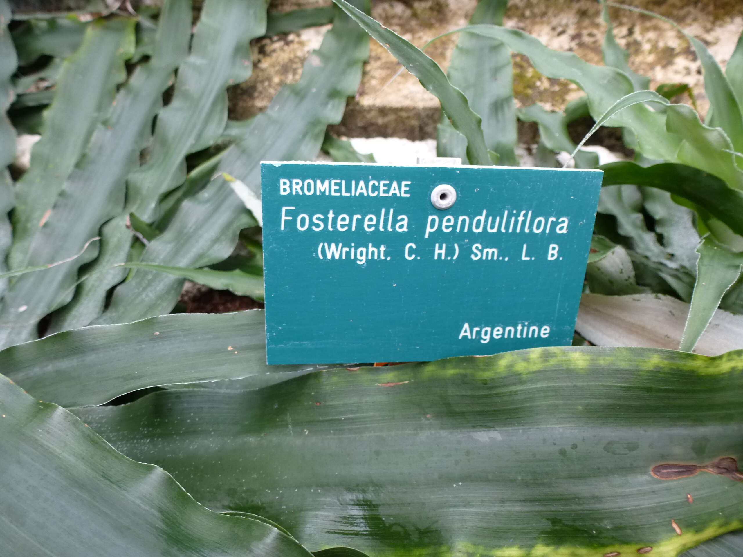 Image of Fosterella penduliflora (C. H. Wright) L. B. Sm.