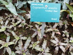 Image of Cryptanthus acaulis (Lindl.) Beer