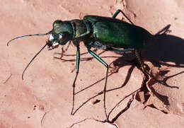 Image of Cicindela (Cicindelidia) obsoleta Say 1823