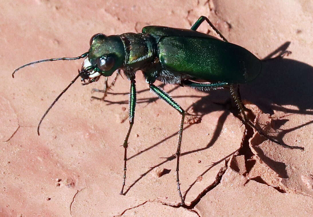 Image de Cicindela (Cicindelidia) obsoleta Say 1823