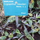 Image of Cryptanthus beuckeri É. Morren