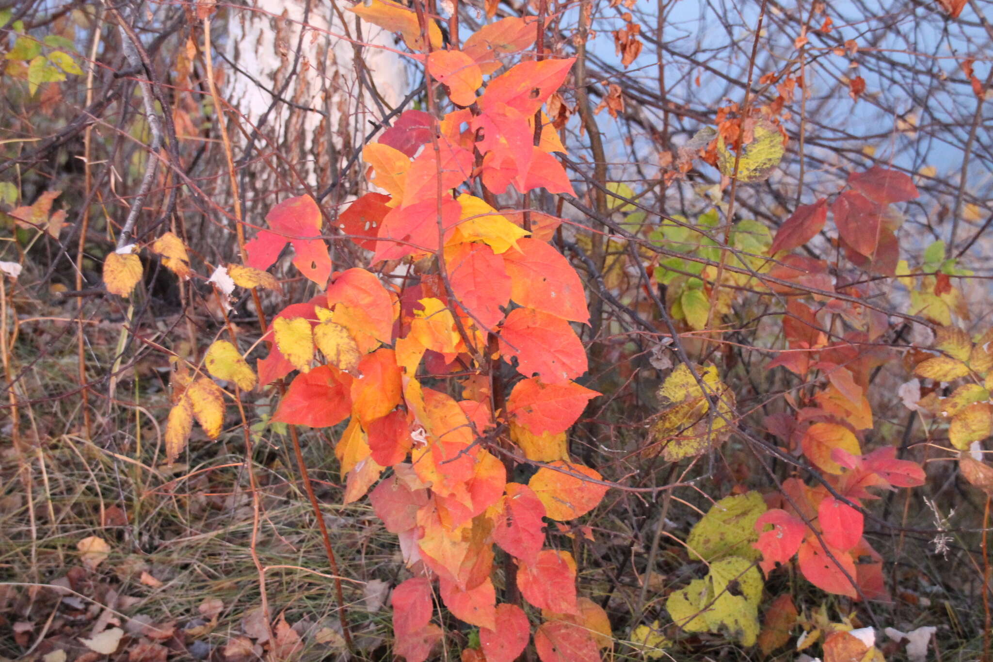 Imagem de Malus baccata (L.) Borkh.