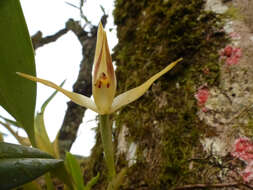 Image of Maxillaria chlorantha Lindl.