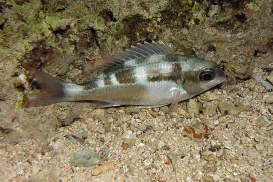 Image of Black-and-white monocle bream