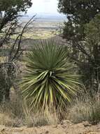 Image de Yucca madrensis Gentry