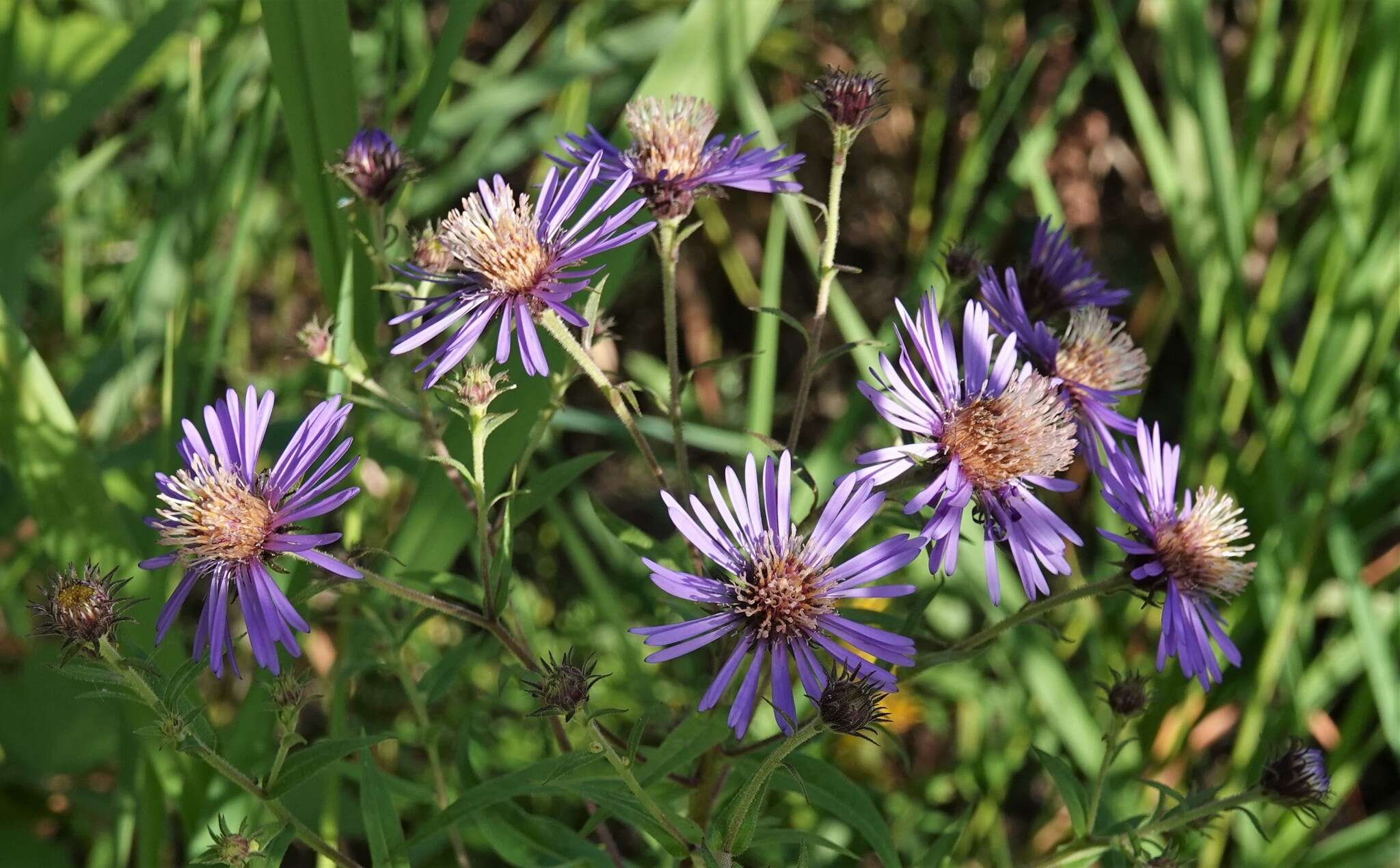 Image of mountain aster