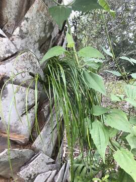 Image of Shoelace fern