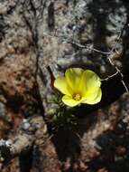 Image of Oxalis crocea Salter