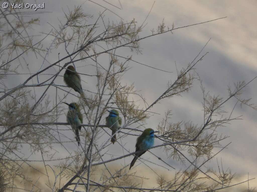 صورة Merops cyanophrys cyanophrys (Cabanis & Heine 1860)